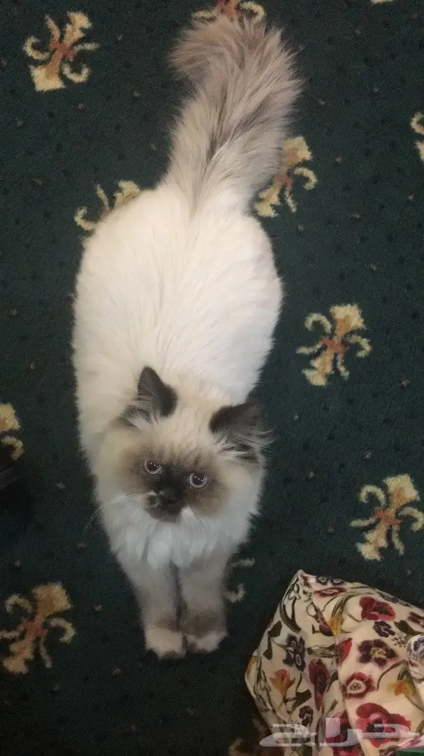 2 ذكر همالايا 4 شهور ب 800 ريال اليوم فقط