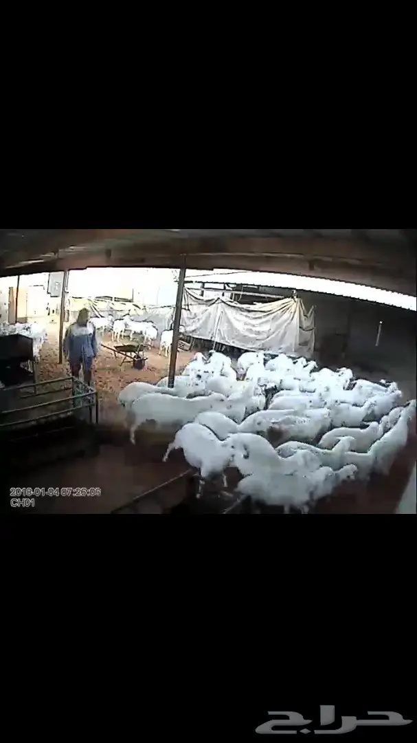 اغنام حريه من اغنام الحويزي ( شهران )