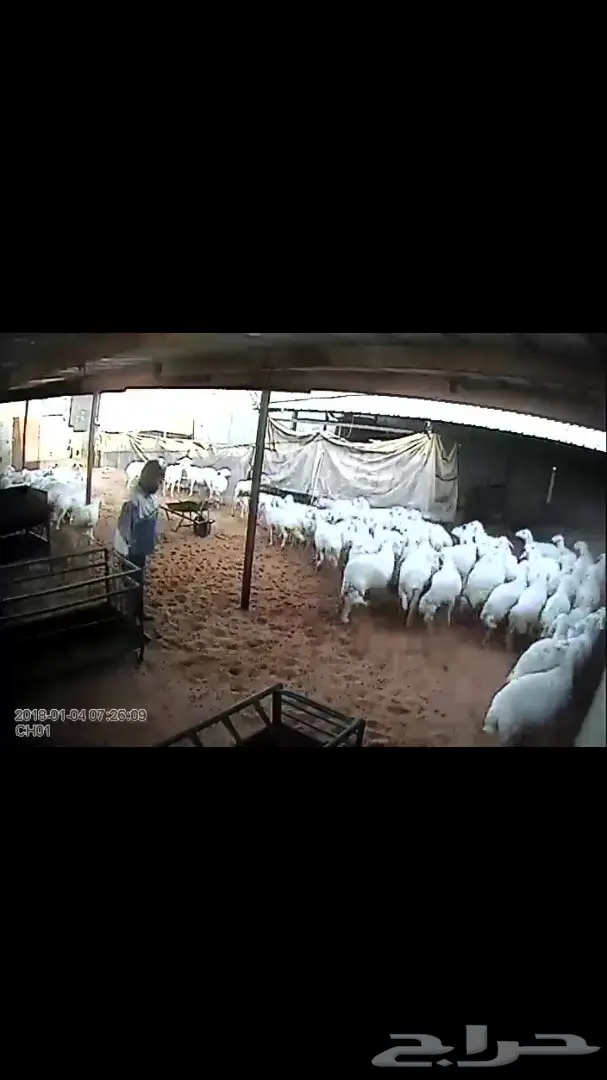 اغنام حريه من اغنام الحويزي ( شهران ) (image 1)