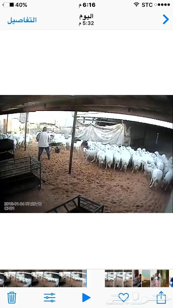 اغنام حريه من اغنام الحويزي ( شهران ) (image 2)