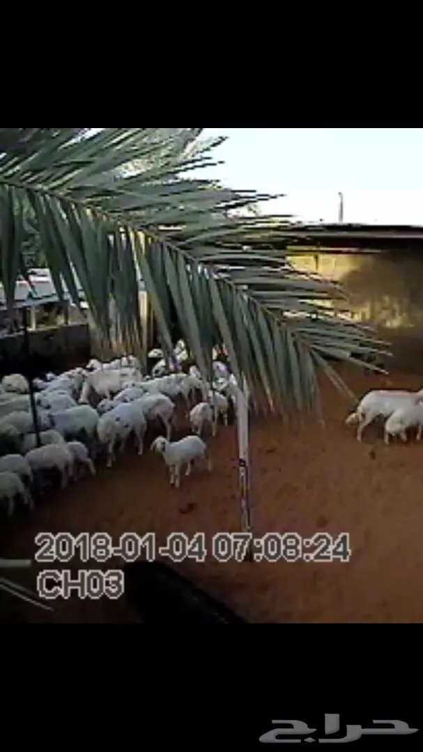 اغنام حريه من اغنام الحويزي ( شهران ) (image 3)