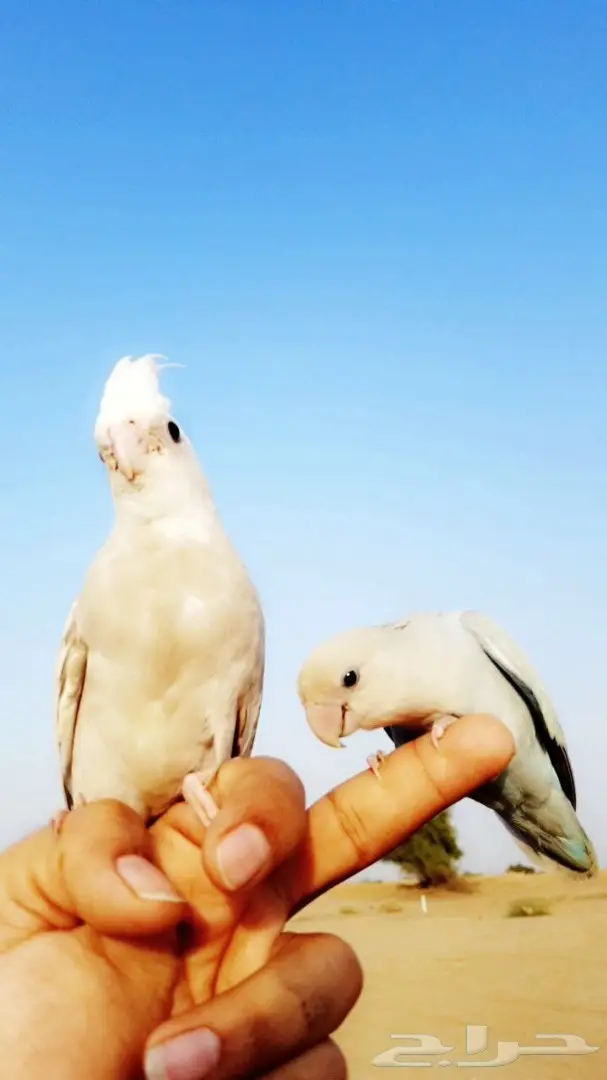 كروان اليف وهدد داخلي وخارجي للبيع  (image 1)