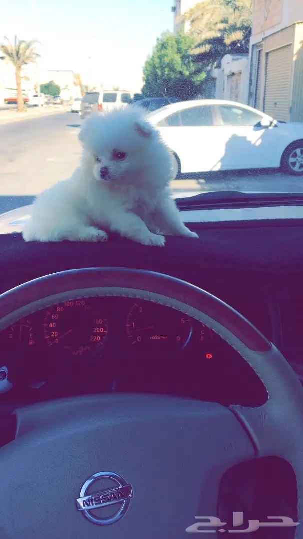 كلب بومرينيان 