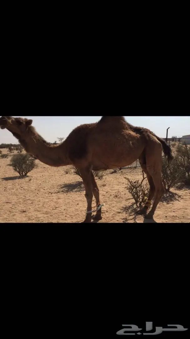 ناقة لقحة حمراء شمالية - فرصة ذهبية في الطائف! (image 3)