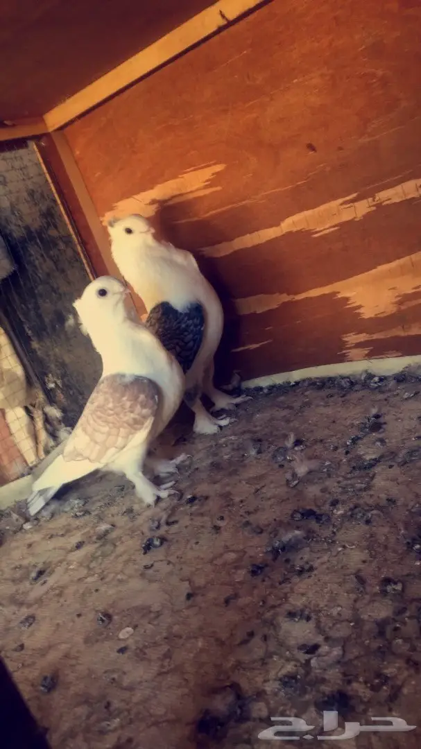 حمام حب رمان 10 أزواج 17 طبة وفروخ صغار 