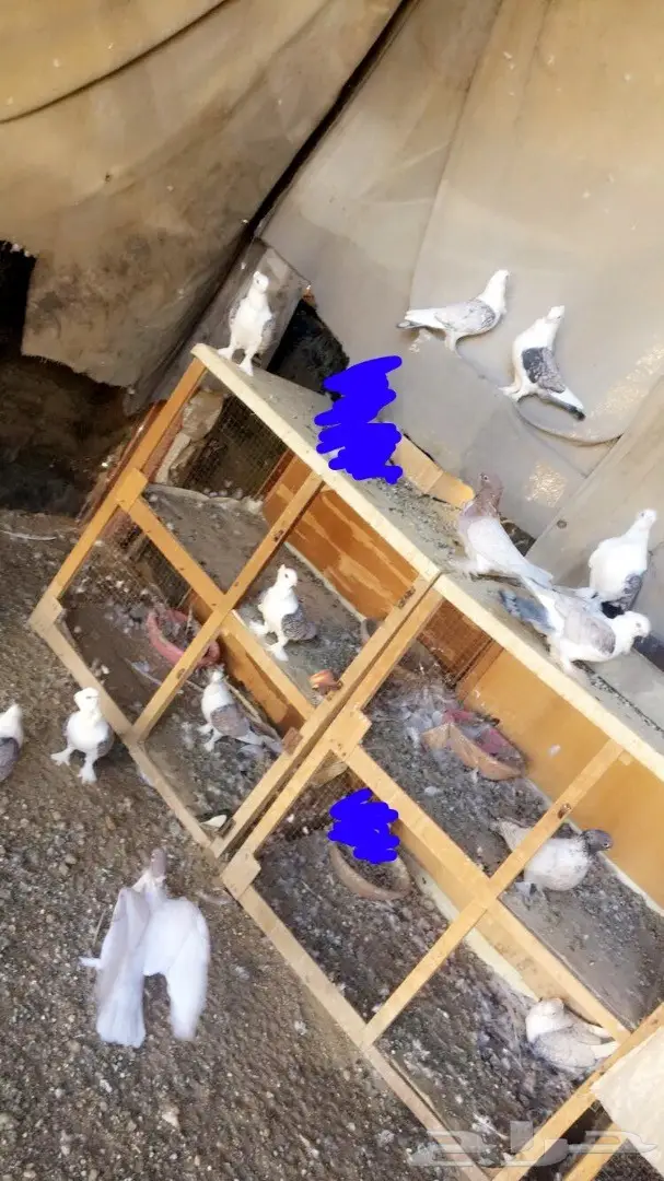 حمام حب رمان 10 أزواج 17 طبة وفروخ صغار  (image 2)