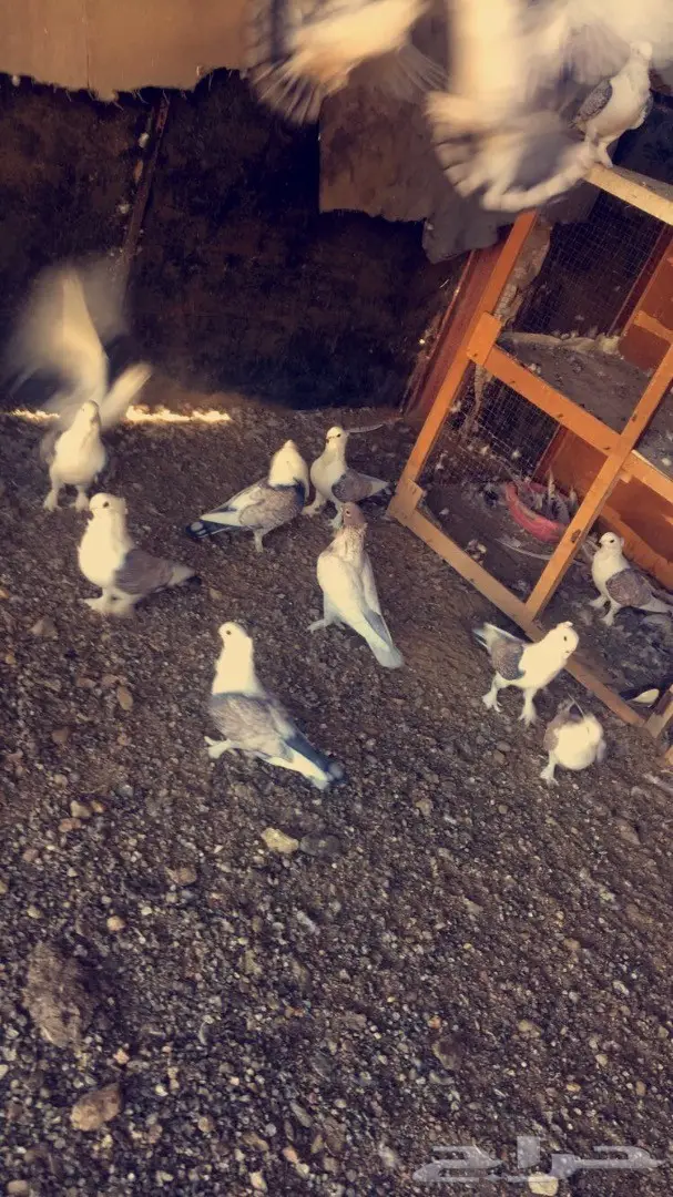 حمام حب رمان 10 أزواج 17 طبة وفروخ صغار  (image 3)