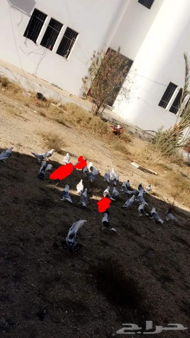 حمام حب رمان 10 أزواج 17 طبة وفروخ صغار  (image 4)