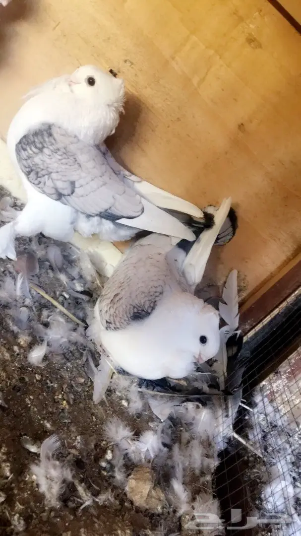 حمام حب رمان 10 أزواج 17 طبة وفروخ صغار  (image 5)