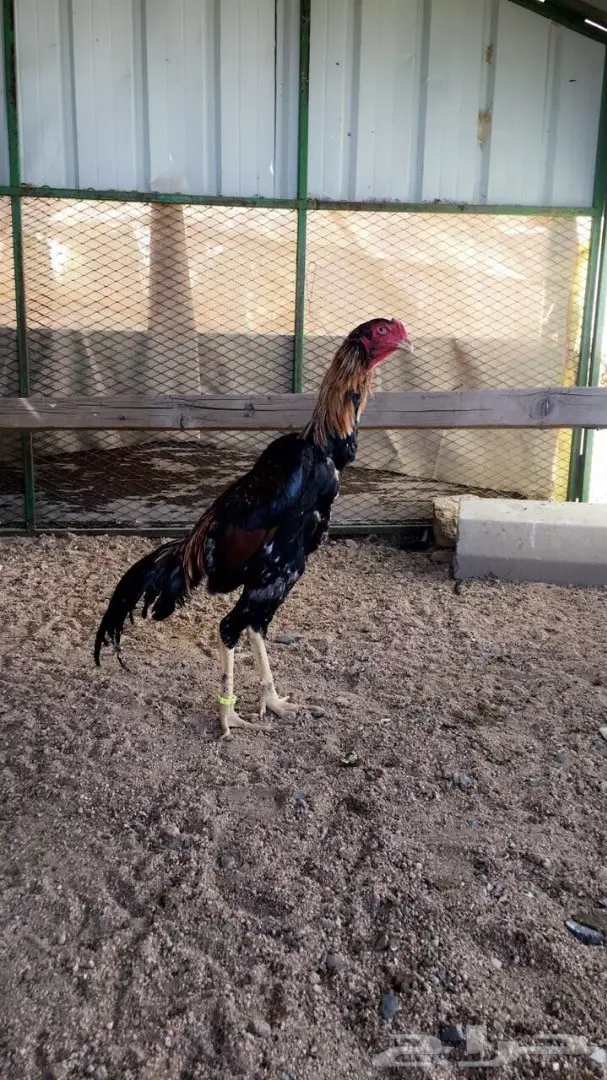  شامو ياباني