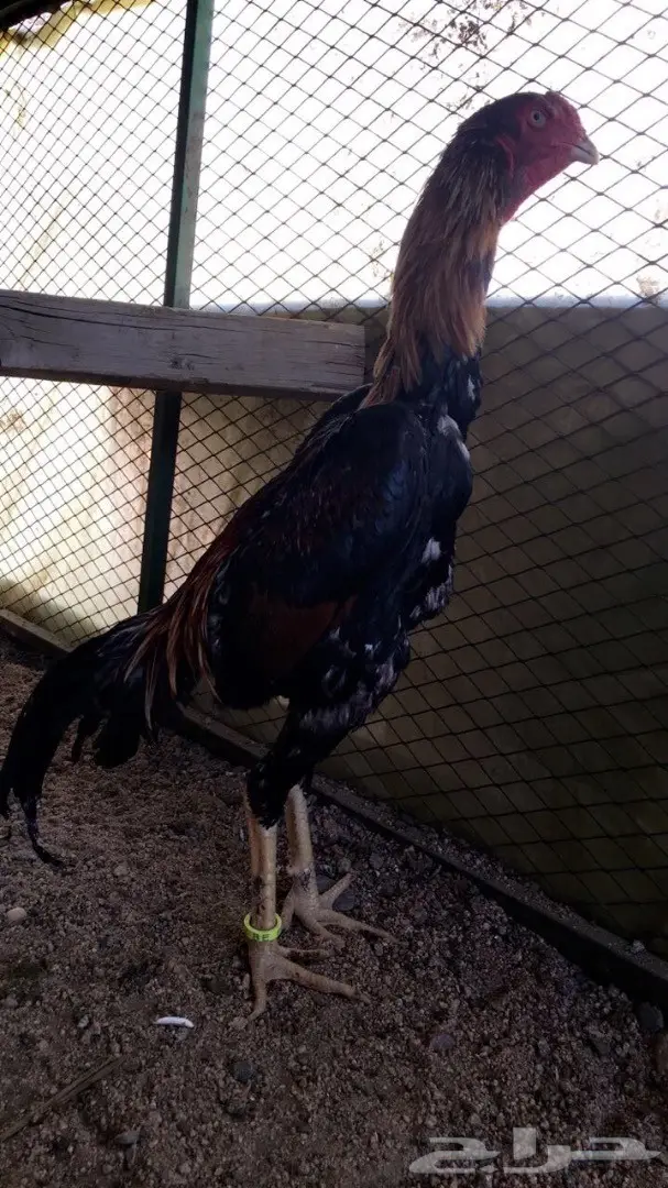  شامو ياباني (image 1)