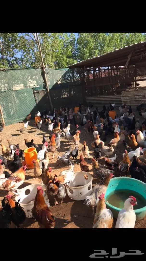 دجاج بياض  (image 1)