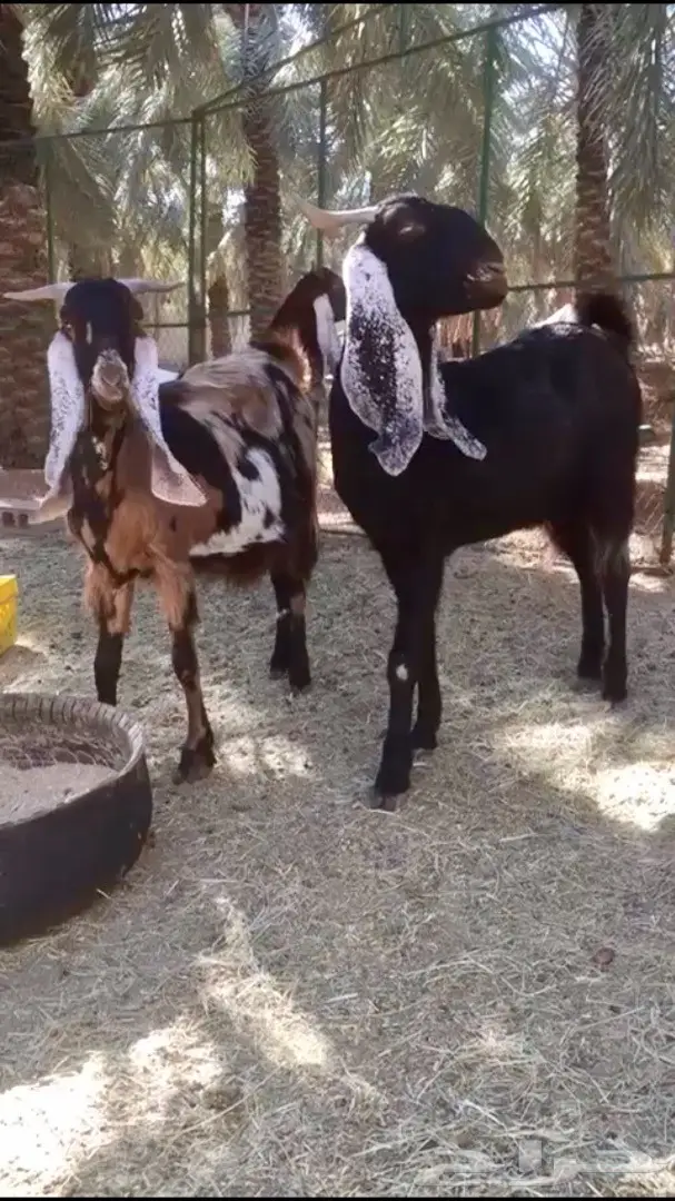 فواخر دليف بيضاء عالية الجودة - فرصة لا تُفوّت!