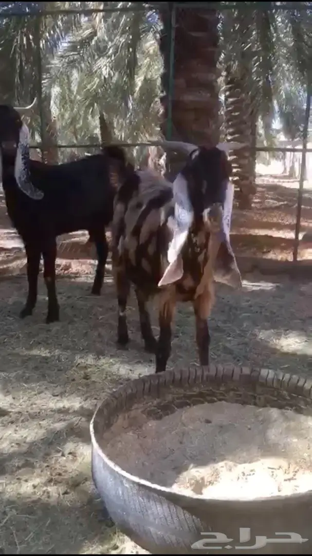 فواخر دليف بيضاء عالية الجودة - فرصة لا تُفوّت! (image 1)