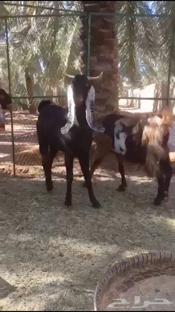 فواخر دليف بيضاء عالية الجودة - فرصة لا تُفوّت! (image 3)