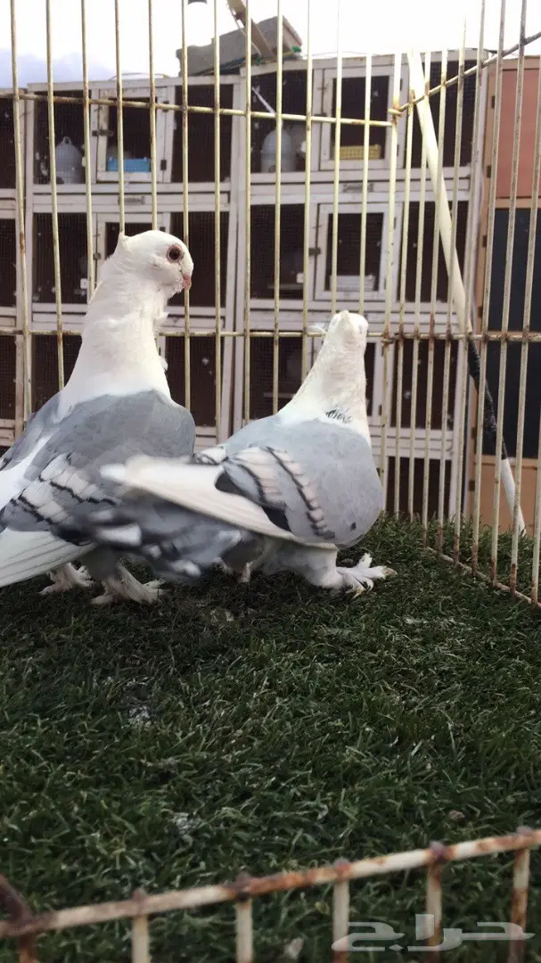 ((جوز روماني (( ازرق))