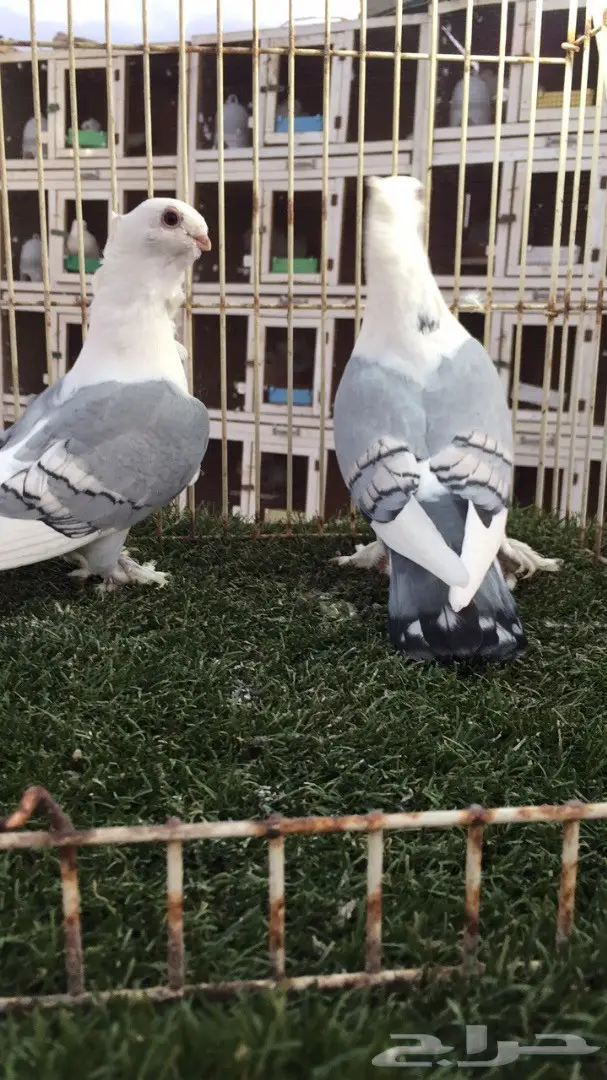 ((جوز روماني (( ازرق)) (image 1)