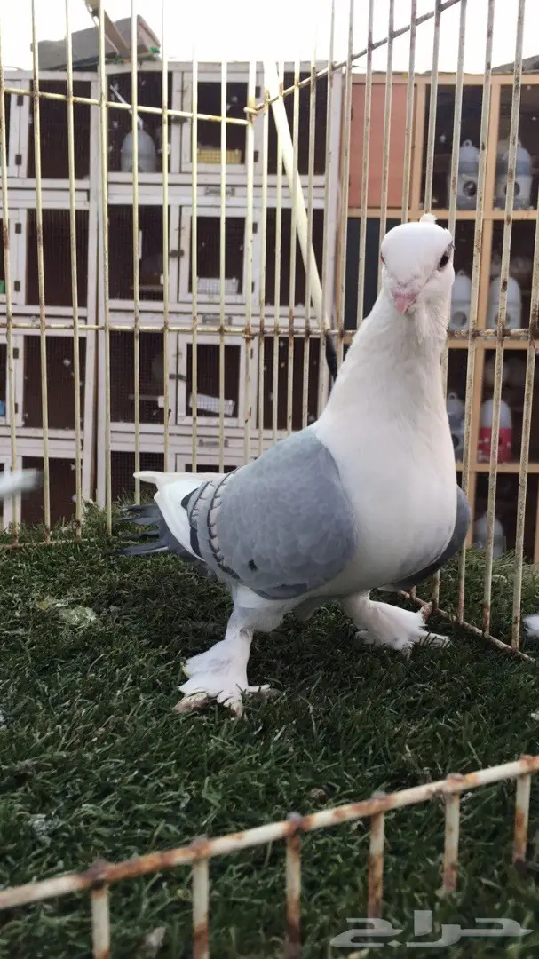 ((جوز روماني (( ازرق)) (image 2)