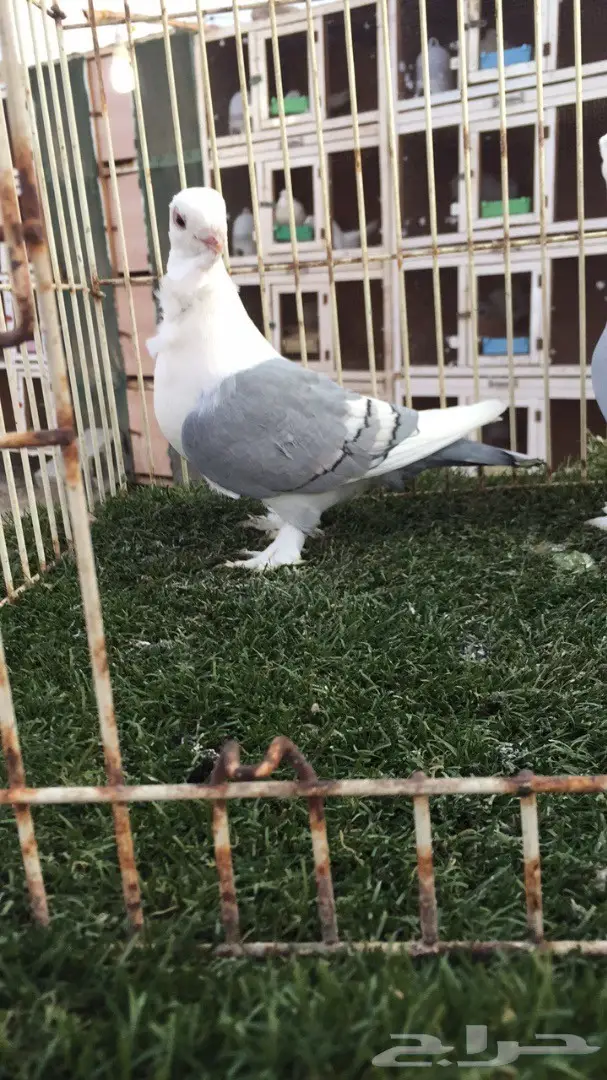 ((جوز روماني (( ازرق)) (image 3)