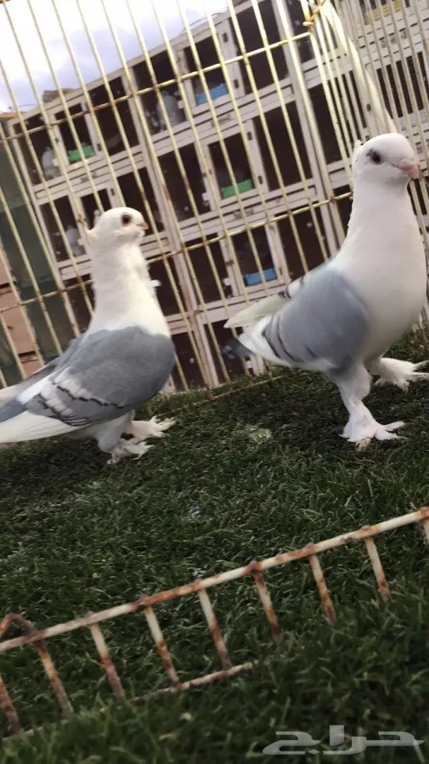 ((جوز روماني (( ازرق)) (image 5)