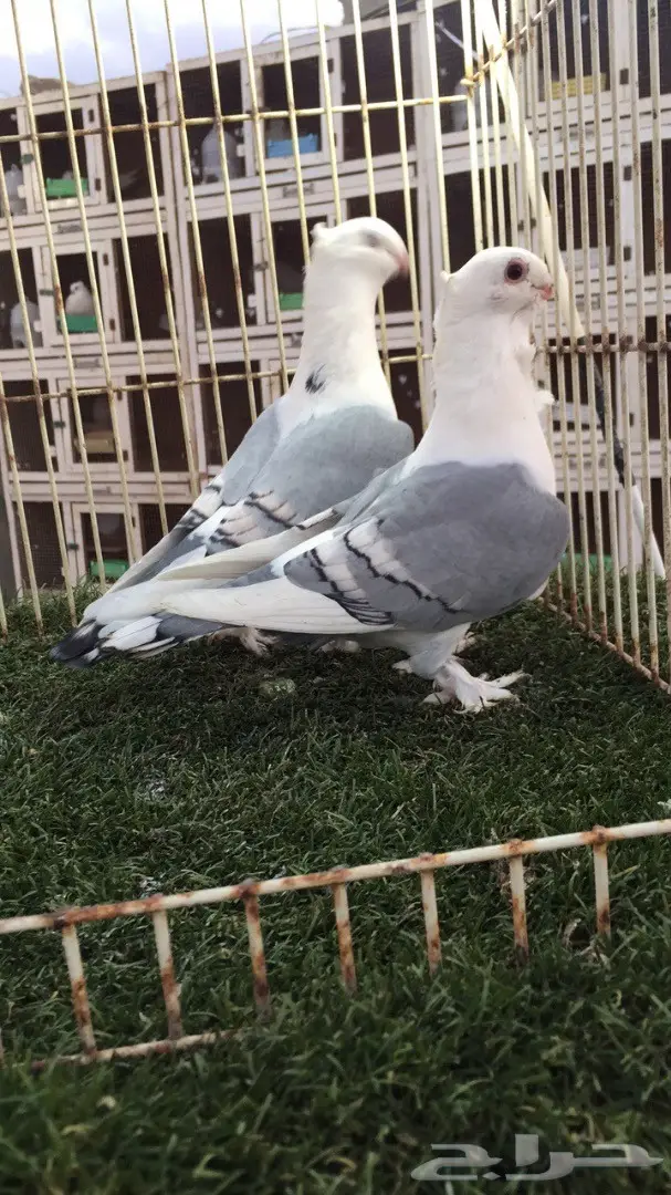 ((جوز روماني (( ازرق)) (image 6)