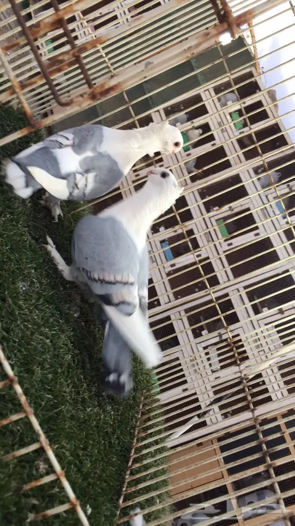 ((جوز روماني (( ازرق)) (image 7)