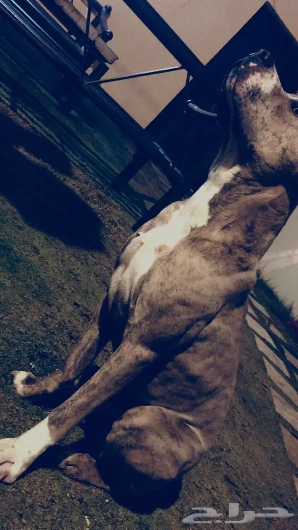 بتبول امريكي بيور (image 2)