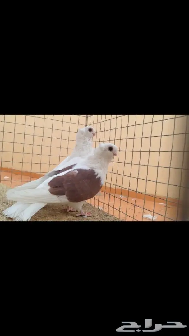 حمام بوم زينه للبيع 