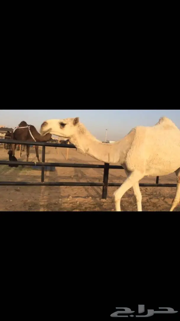 وضحاء كفو  (image 1)