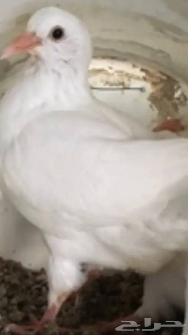 دجاااج لاحم وزغاليل فرنسي وأعلاف فقيه  (image 3)