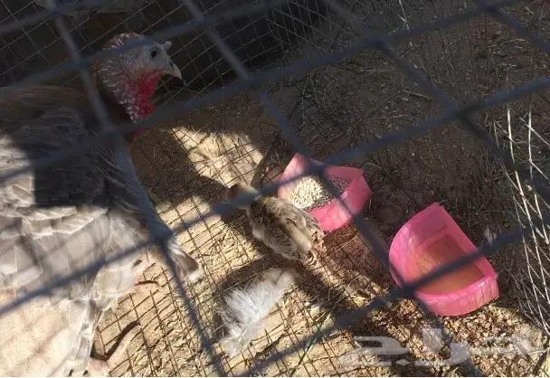 دجاج رومي (image 2)