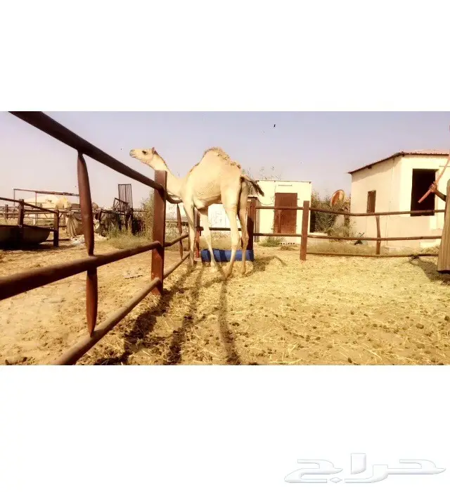 قعود مفرود للبيع  (image 1)