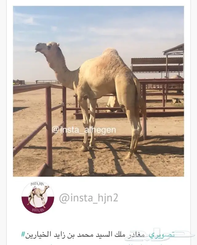 قعود مفرود للبيع 