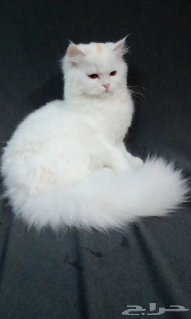 قطة شيرازية للبيع (image 2)