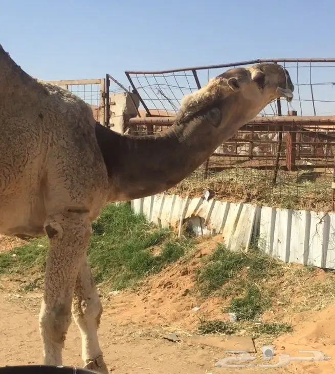 قعود على غفلان الهرش (image 1)