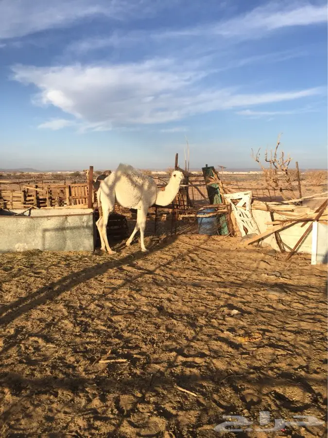 ماشالله (image 8)