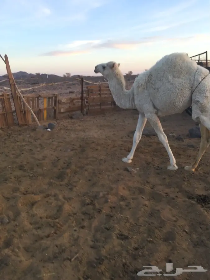 ماشالله (image 3)