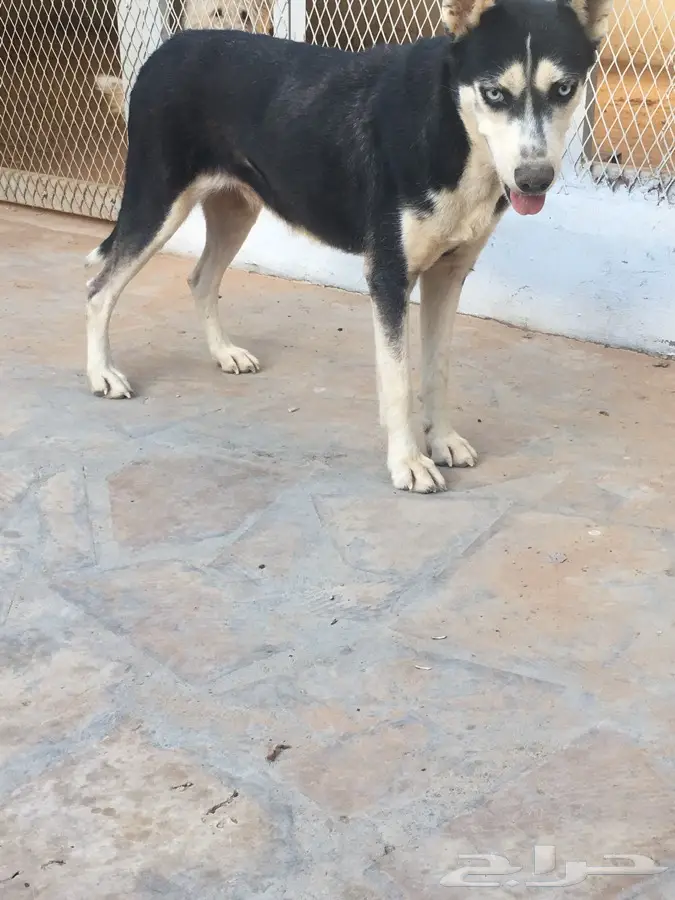 هاسكي  (image 5)