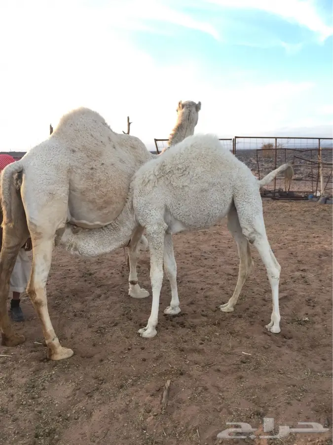 ماشالله (image 4)