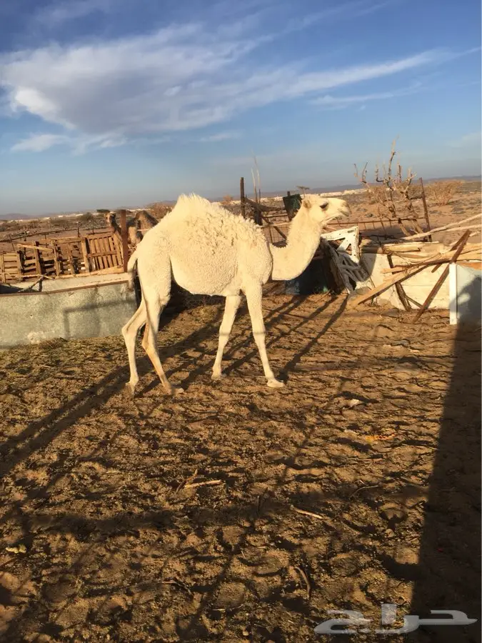 ماشالله (image 7)