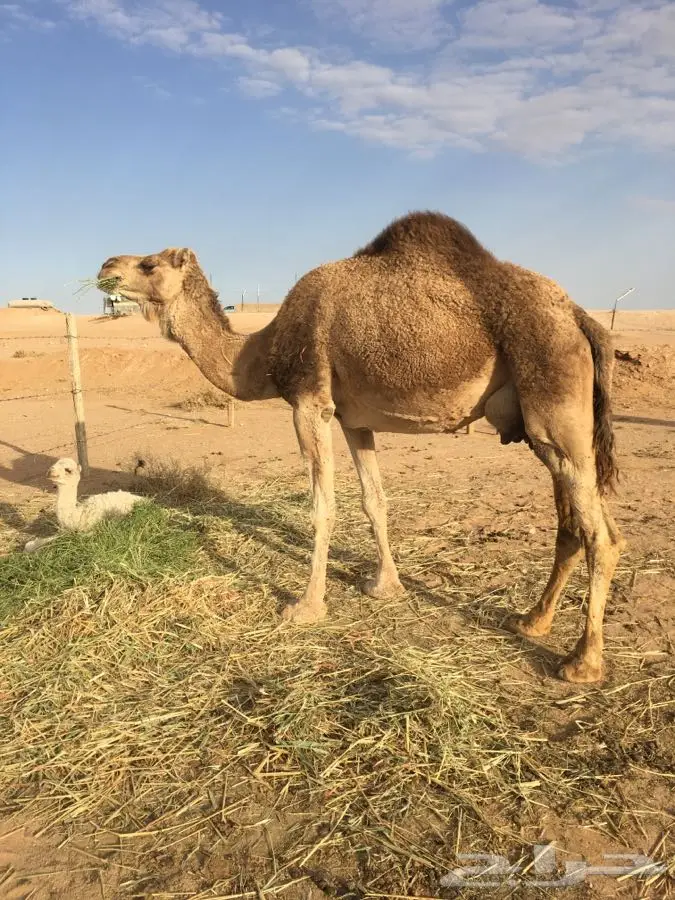 منيحه أم ثالث تحتها قعود (image 2)