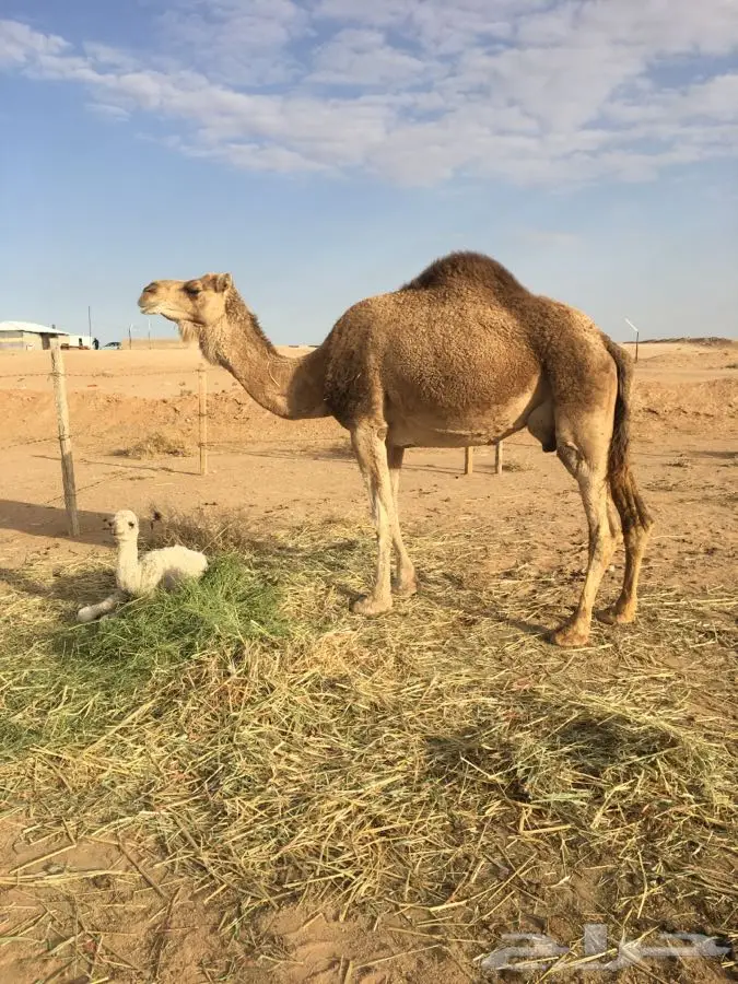 منيحه أم ثالث تحتها قعود (image 3)