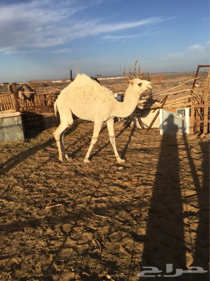 ماشالله (image 6)