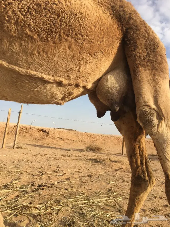 منيحه أم ثالث تحتها قعود (image 1)
