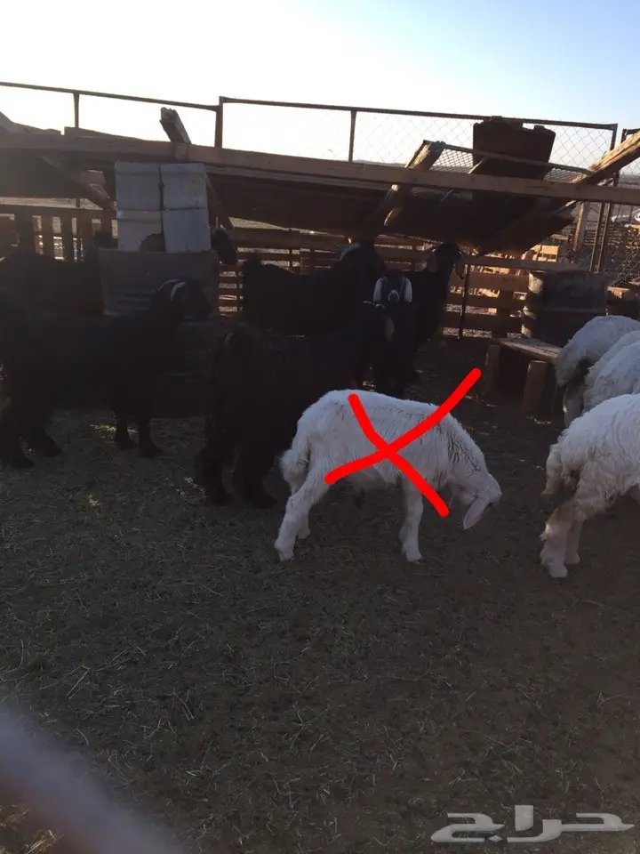 للبيع ذبايح طليان تيوس رخال جمله او تفريد  (image 11)