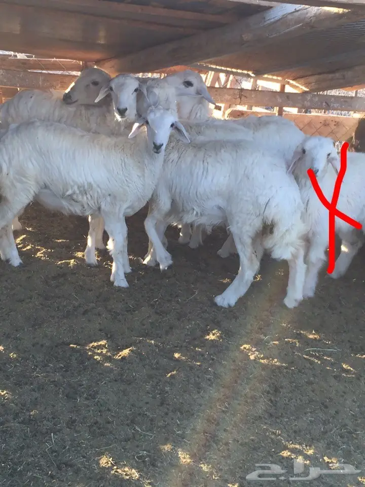 للبيع ذبايح طليان تيوس رخال جمله او تفريد  (image 12)