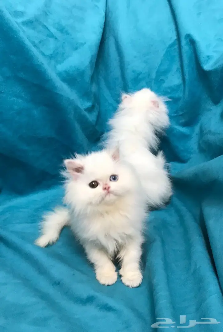 كيتن انثي شيرازي بيور توب التوب  (image 1)