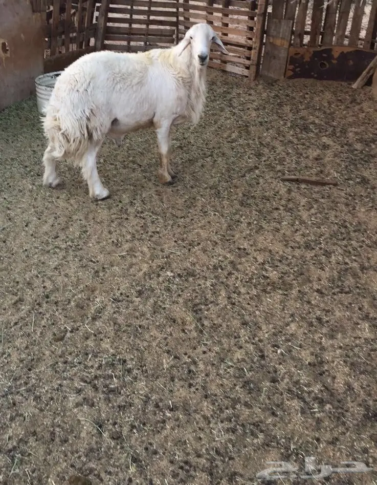 طلي فحل مشروط (image 1)