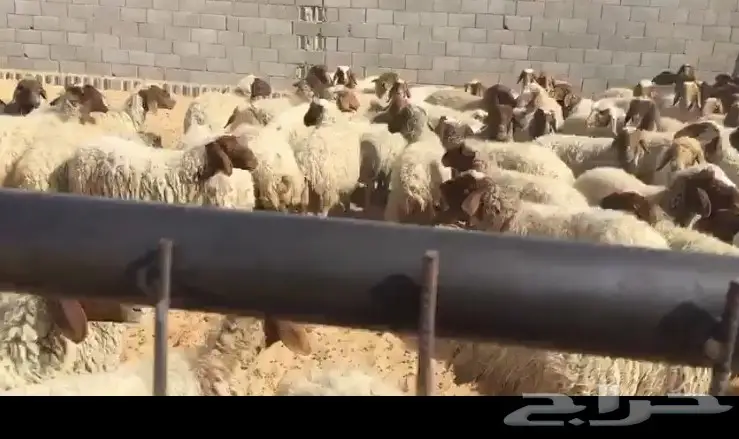 غنم نعيم للبيع مطافيل ودفع