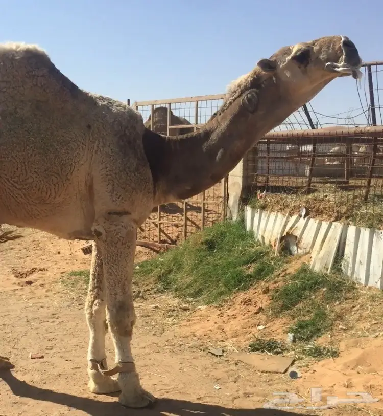 قعود على غفلان الهرش (image 2)